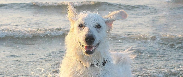 kuvasz